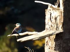 Seltener Besucher im Wald