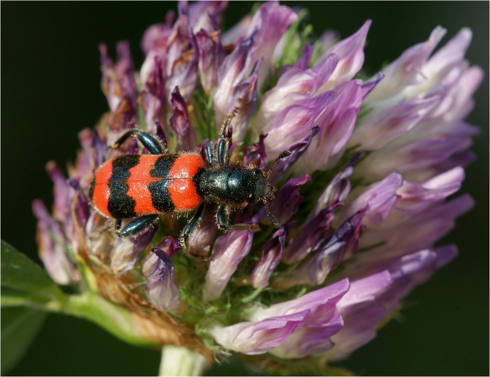 Seltener Bienenwolf