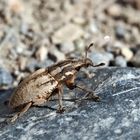 Seltener Flaumiger Rübenrüssler (Pseudocleonus cinereus). - Un charançon rare dans nos régions!