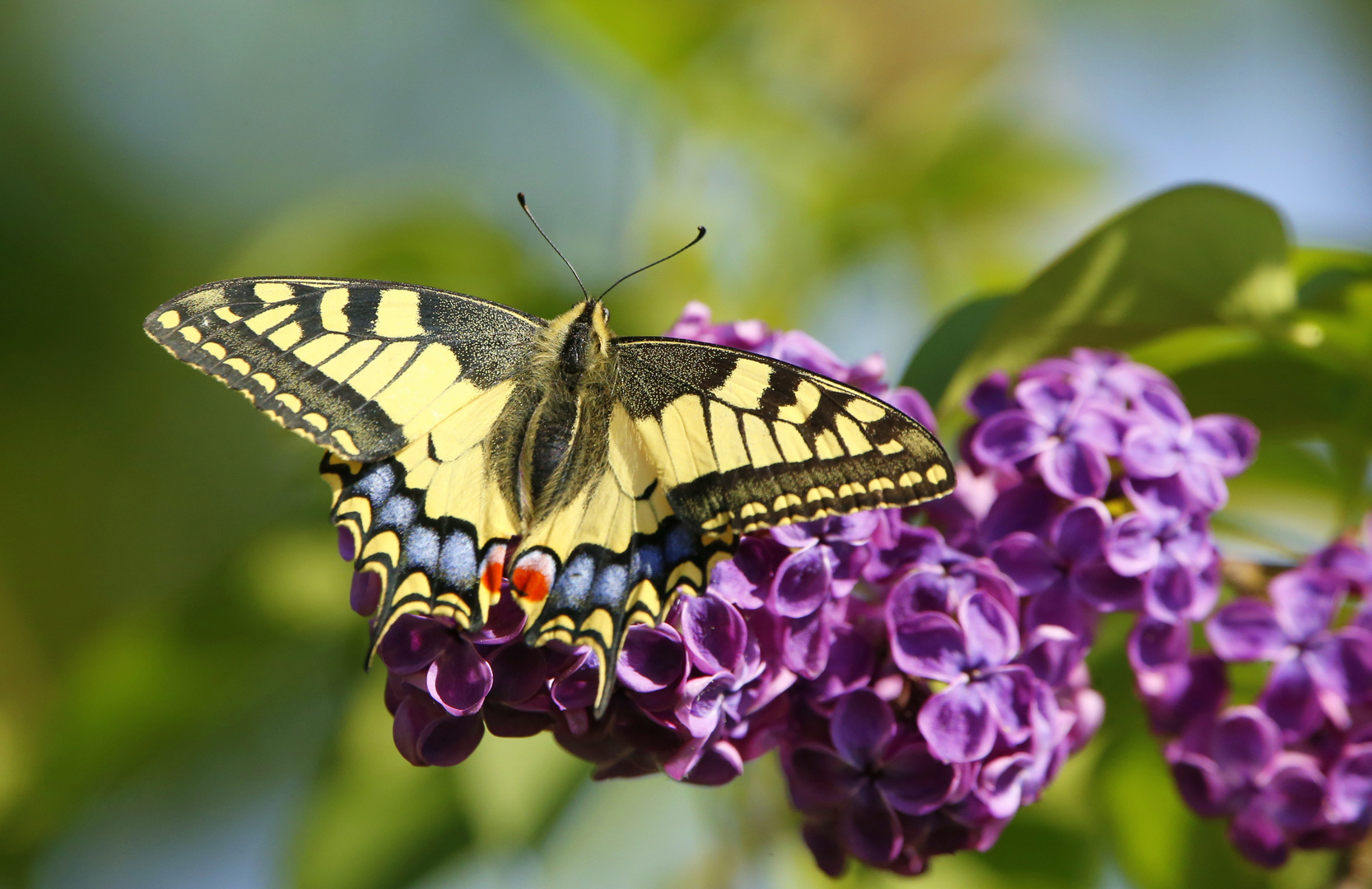 seltener fliederbesucher