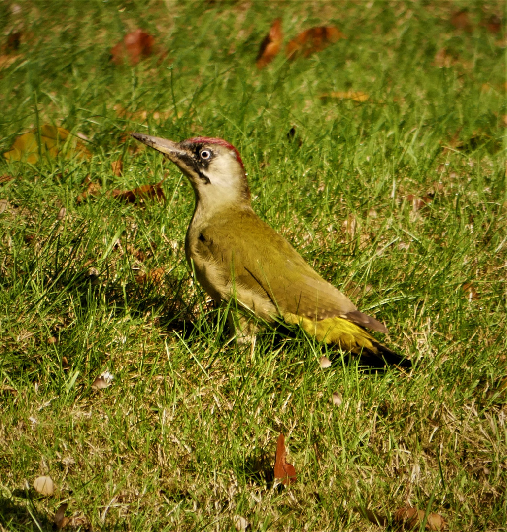 Seltener Gartenbesuch bei uns - Ein Grünspecht auf Ameisensuche