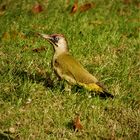 Seltener Gartenbesuch bei uns - Ein Grünspecht auf Ameisensuche