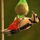 Seltener Gast am Futterhaus