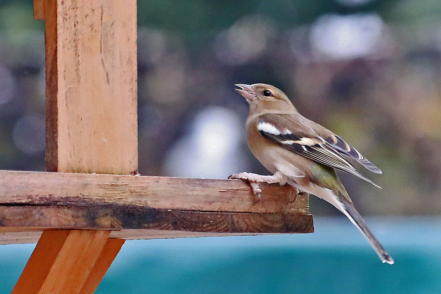 seltener Gast am Futterhaus