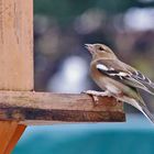 seltener Gast am Futterhaus