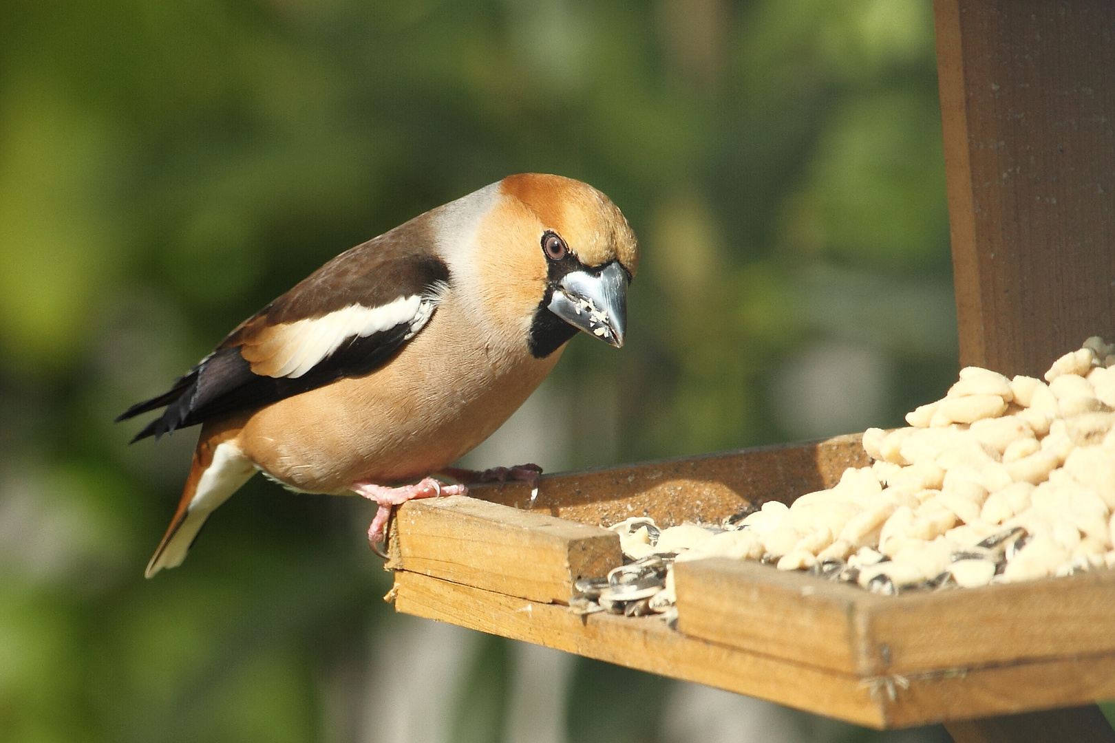 Seltener Gast am Futterhaus