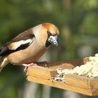 Seltener Gast am Futterhaus