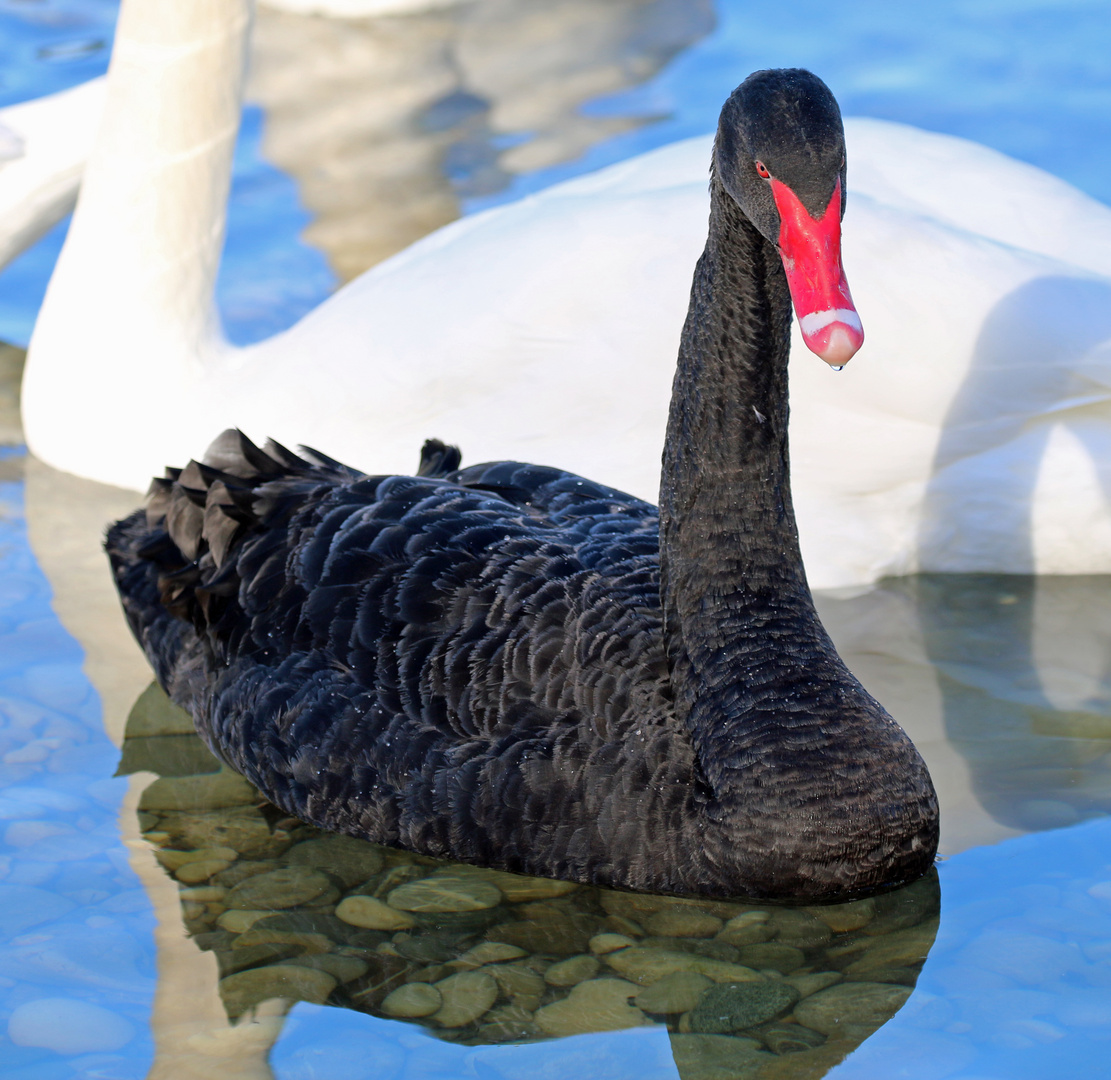 Seltener Gast auf der Isar