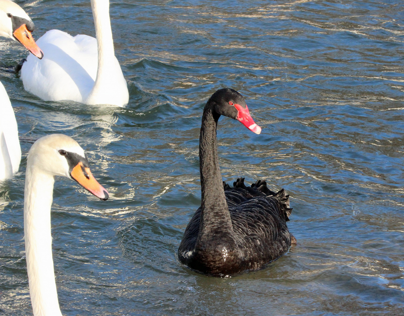 Seltener Gast auf der Isar .....