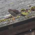 Seltener Gast blickt in meinen Garten