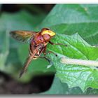 Seltener Gast die Hornissenschwebfliege