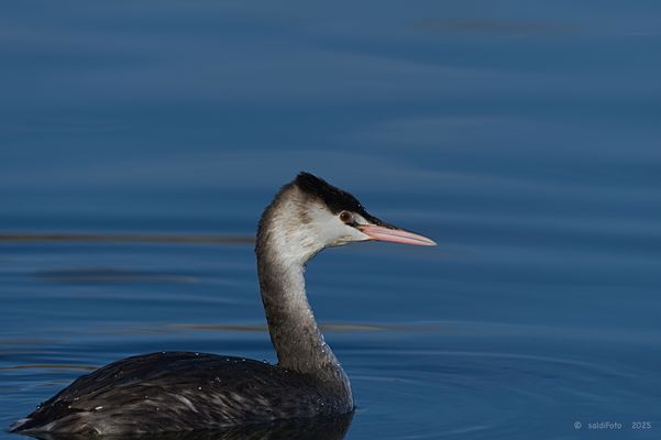 ......seltener Gast......