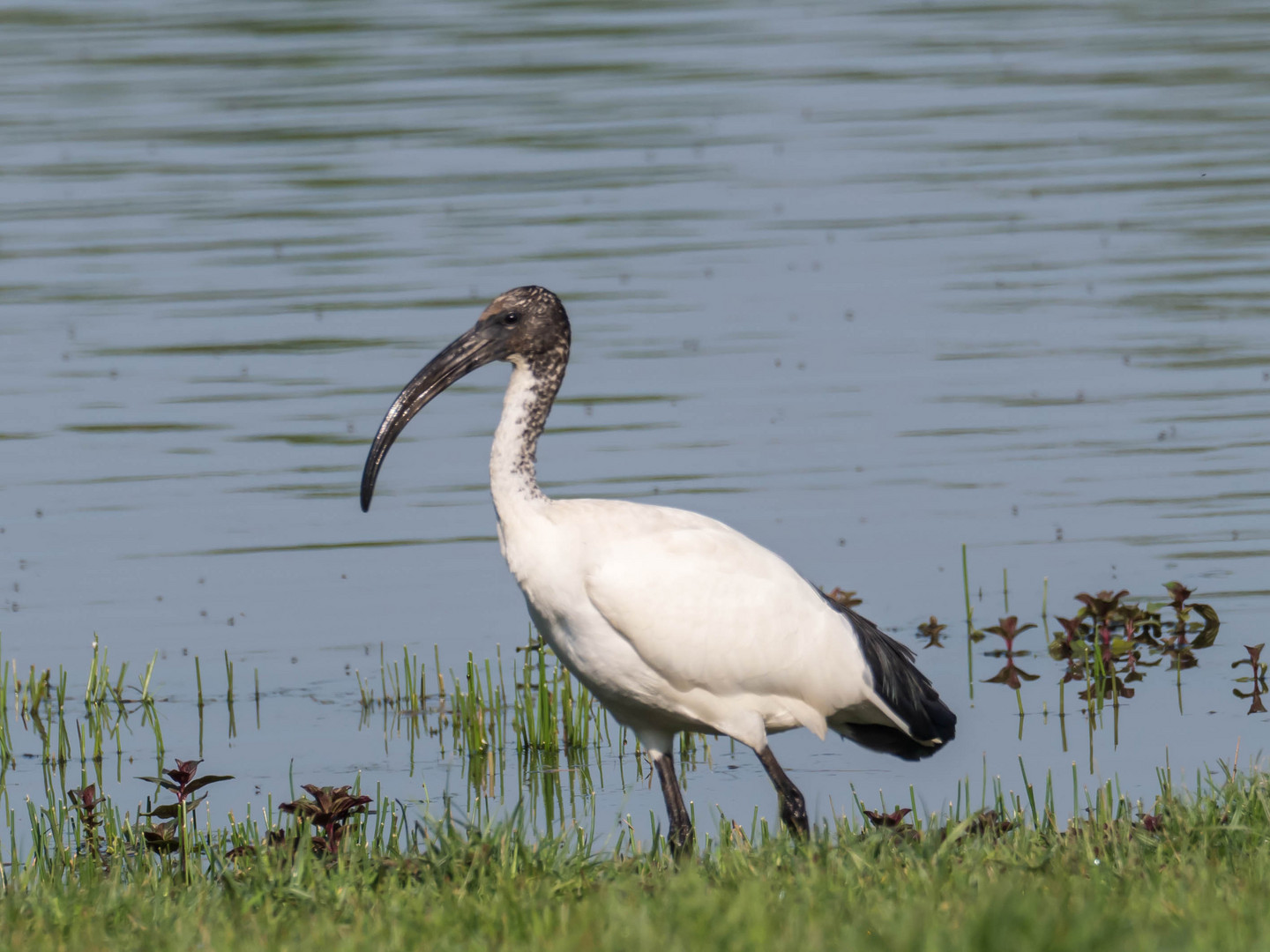 Seltener Gast Heiliger Ibis