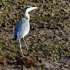 Seltener Gast hinter der Gartenpforte