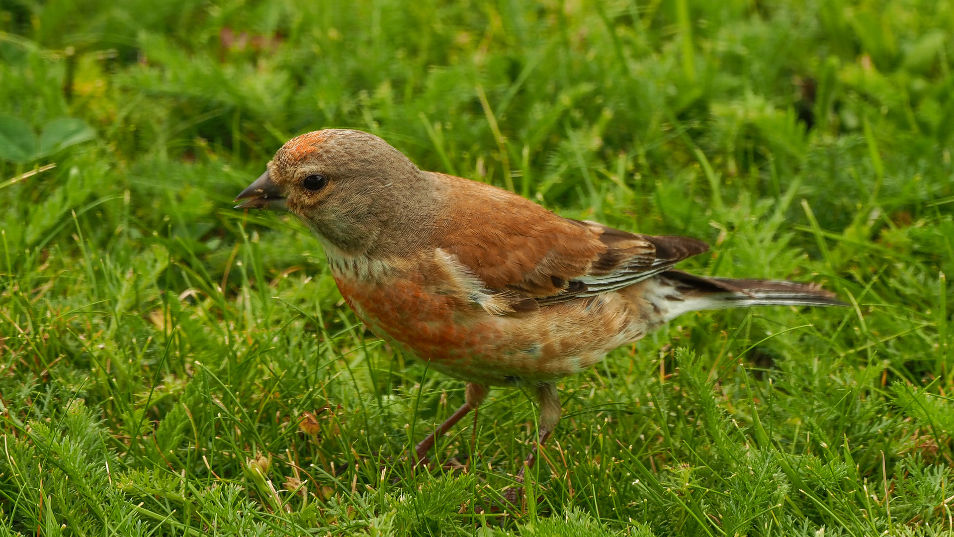 seltener Gast im Garten