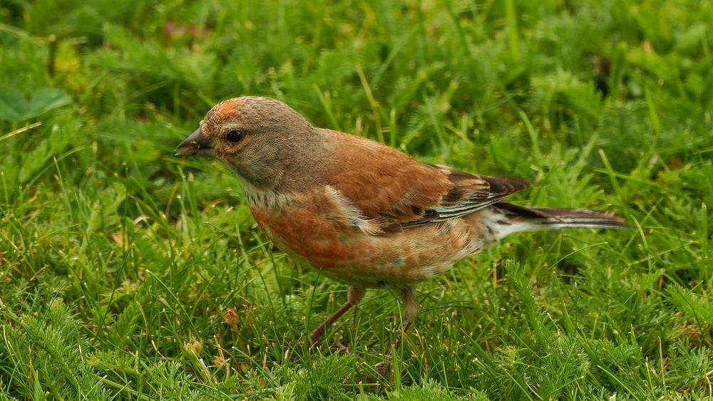 seltener Gast im Garten