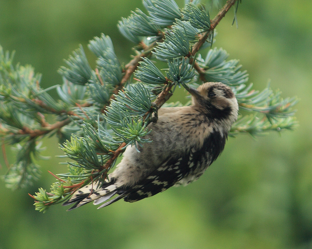 Seltener Gast im Garten!! Foto & Bild tiere, wildlife, wild lebende