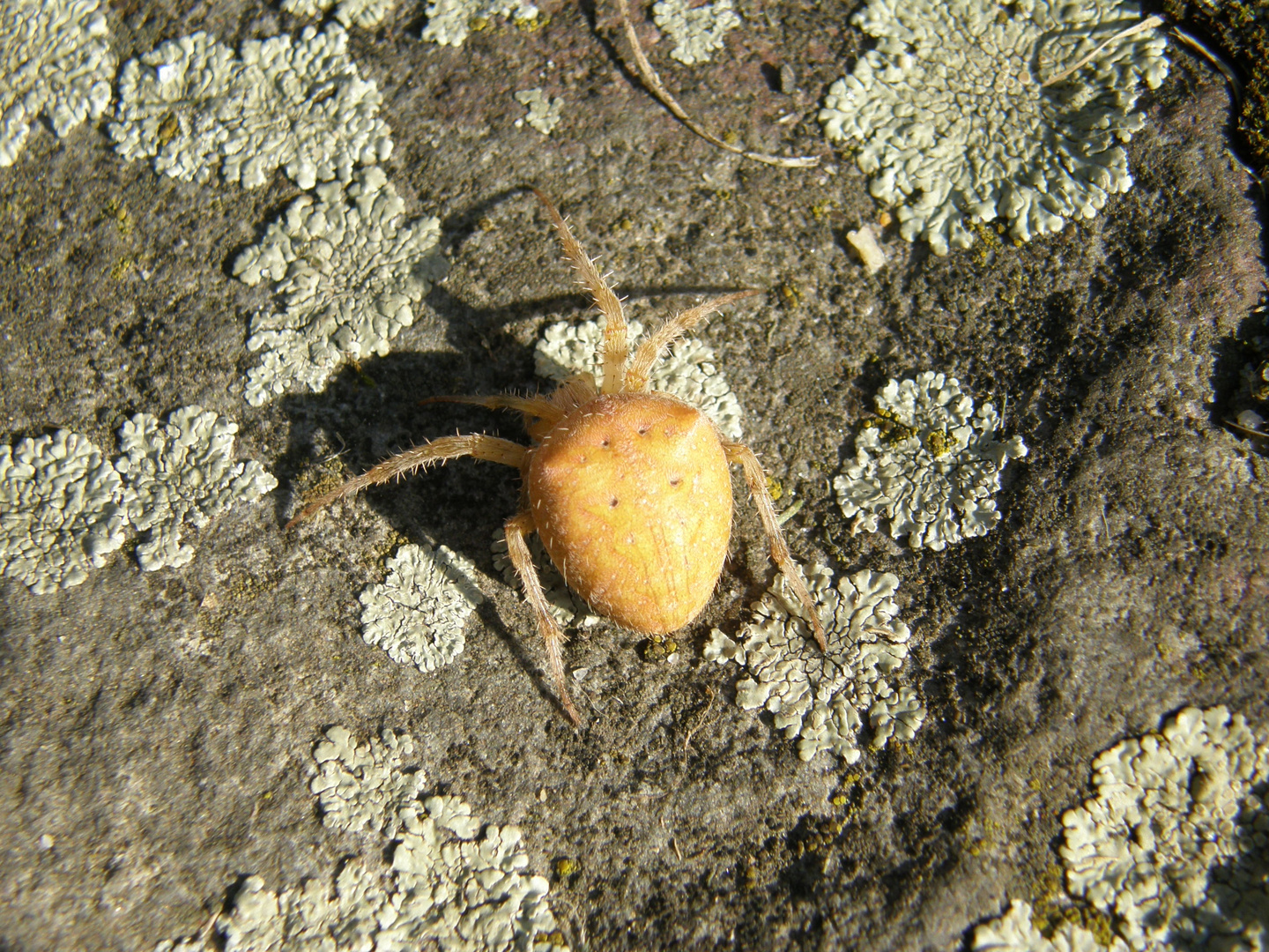 Seltener Gast im Garten