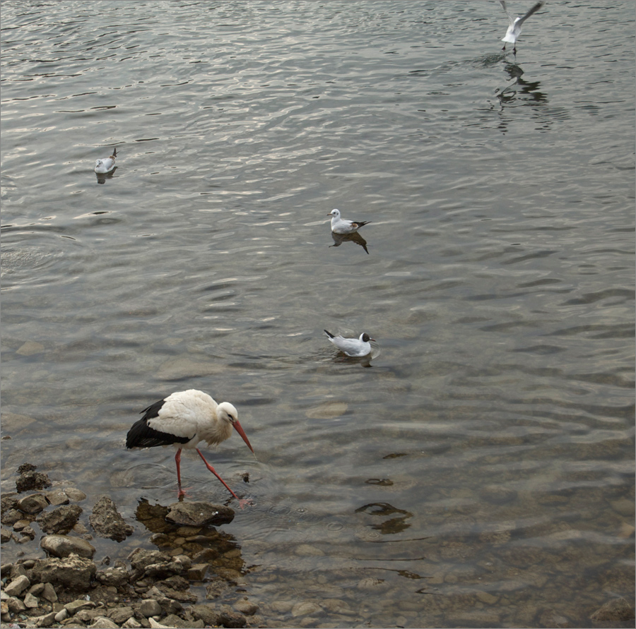 seltener Gast im Rhein