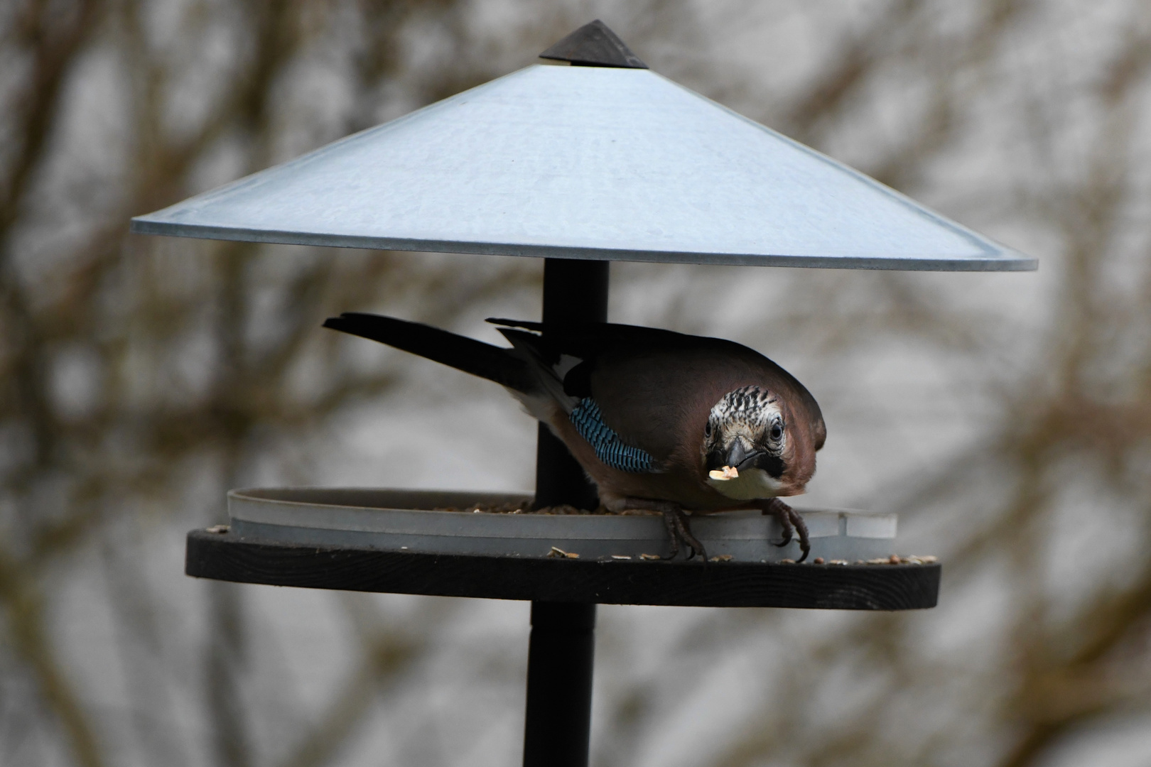 Seltener Gast im Vogelhaus