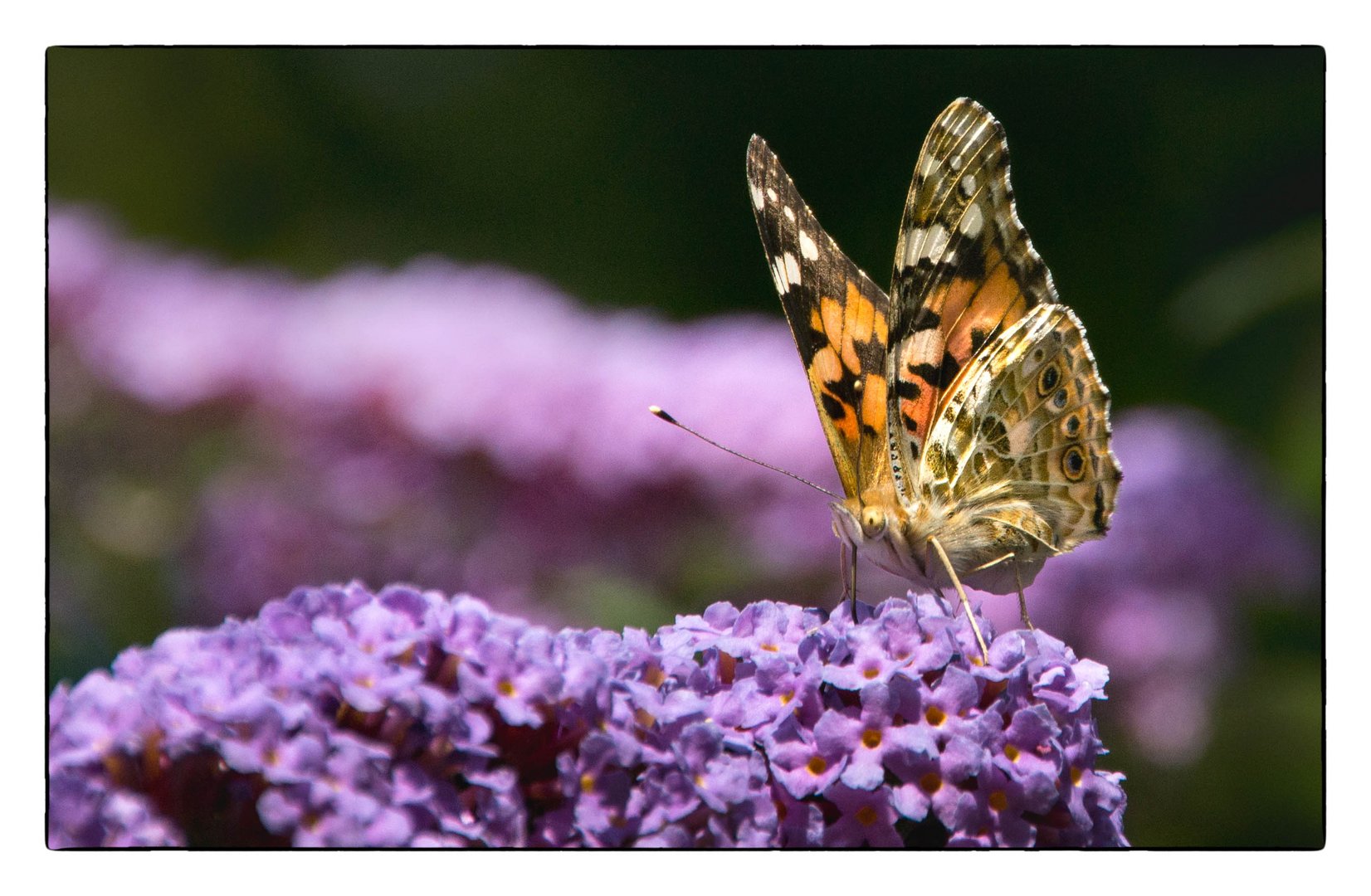 Seltener Gast in meinem Garten