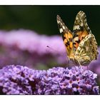 Seltener Gast in meinem Garten