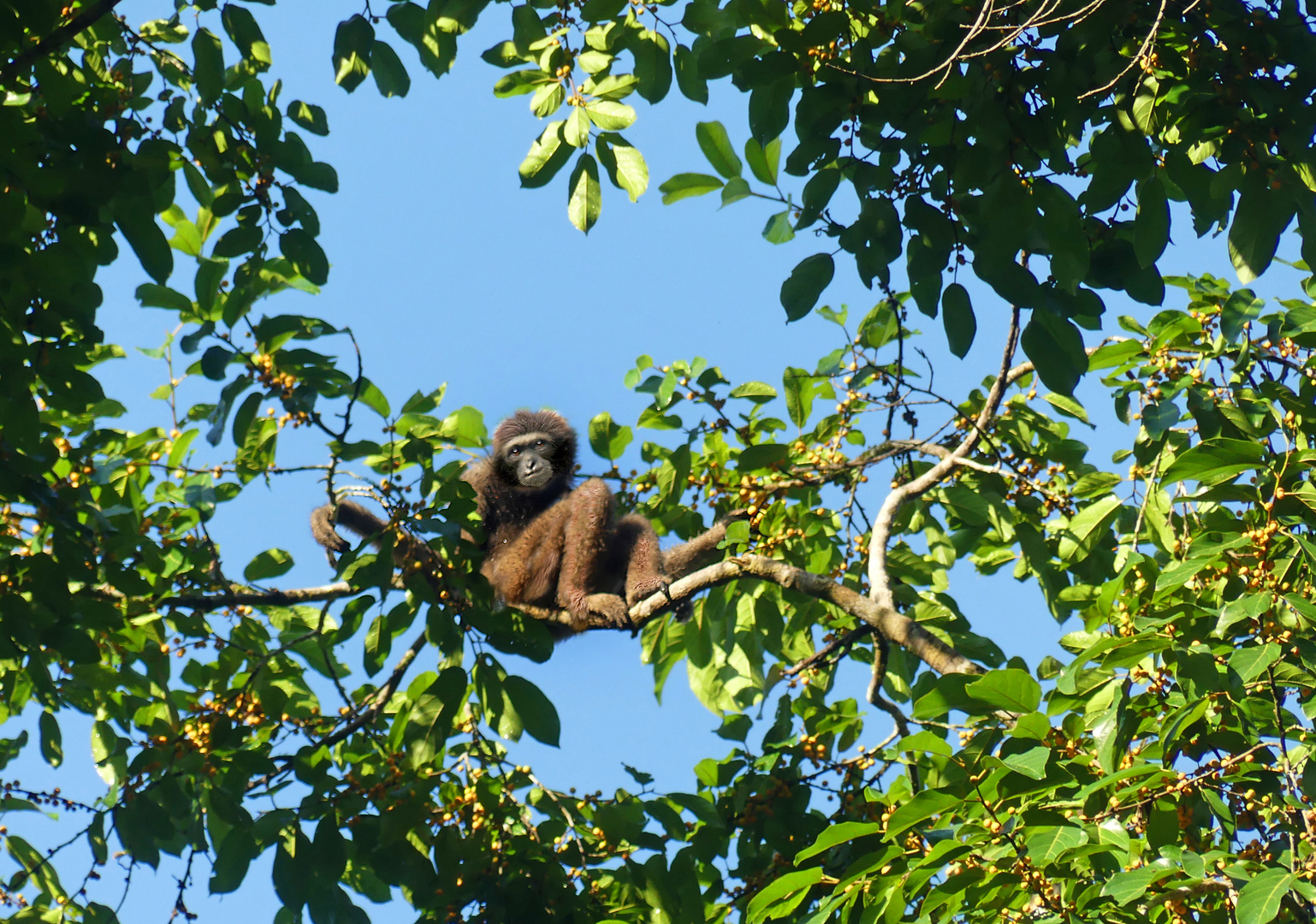 Seltener Gibbon