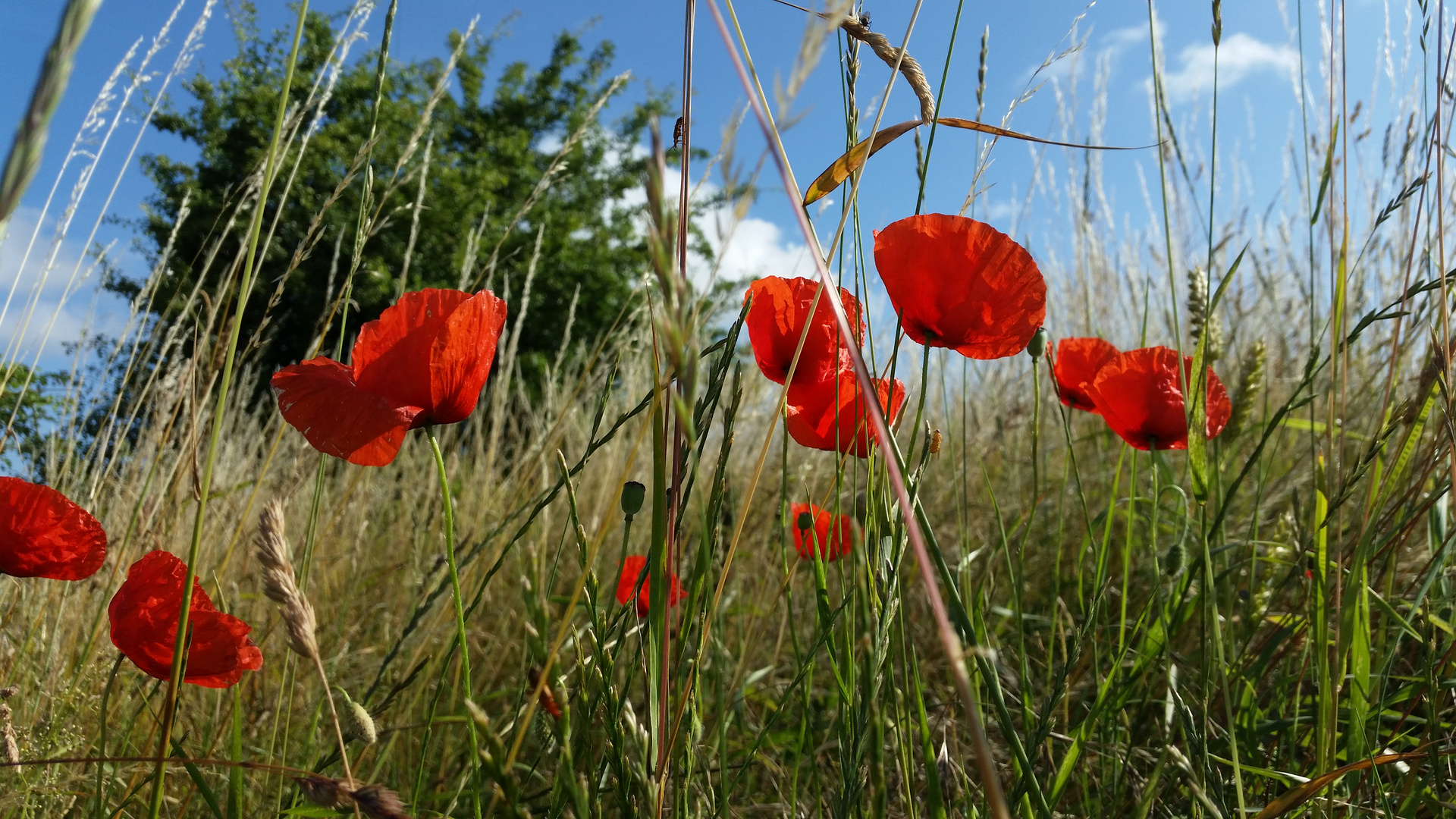 Seltener Mohn in 2015