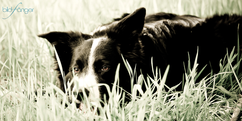 ...seltener Moment ... Freya beim chillen ;-)