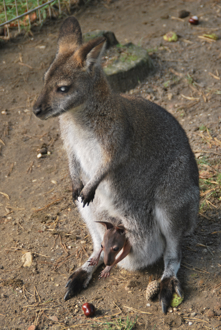 Seltener Nachwuchs im Tierpark