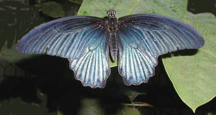 Seltener Schmetterling