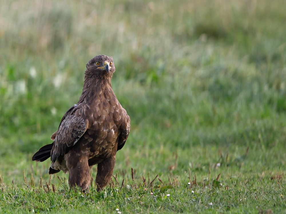 Seltener Schreiadler