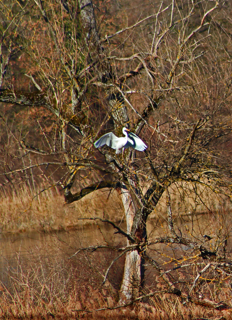 Seltener Seidenreiher vor Abflug auf Insel im Rhein