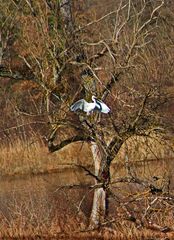 Seltener Seidenreiher vor Abflug auf Insel im Rhein