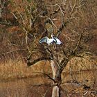 Seltener Seidenreiher vor Abflug auf Insel im Rhein