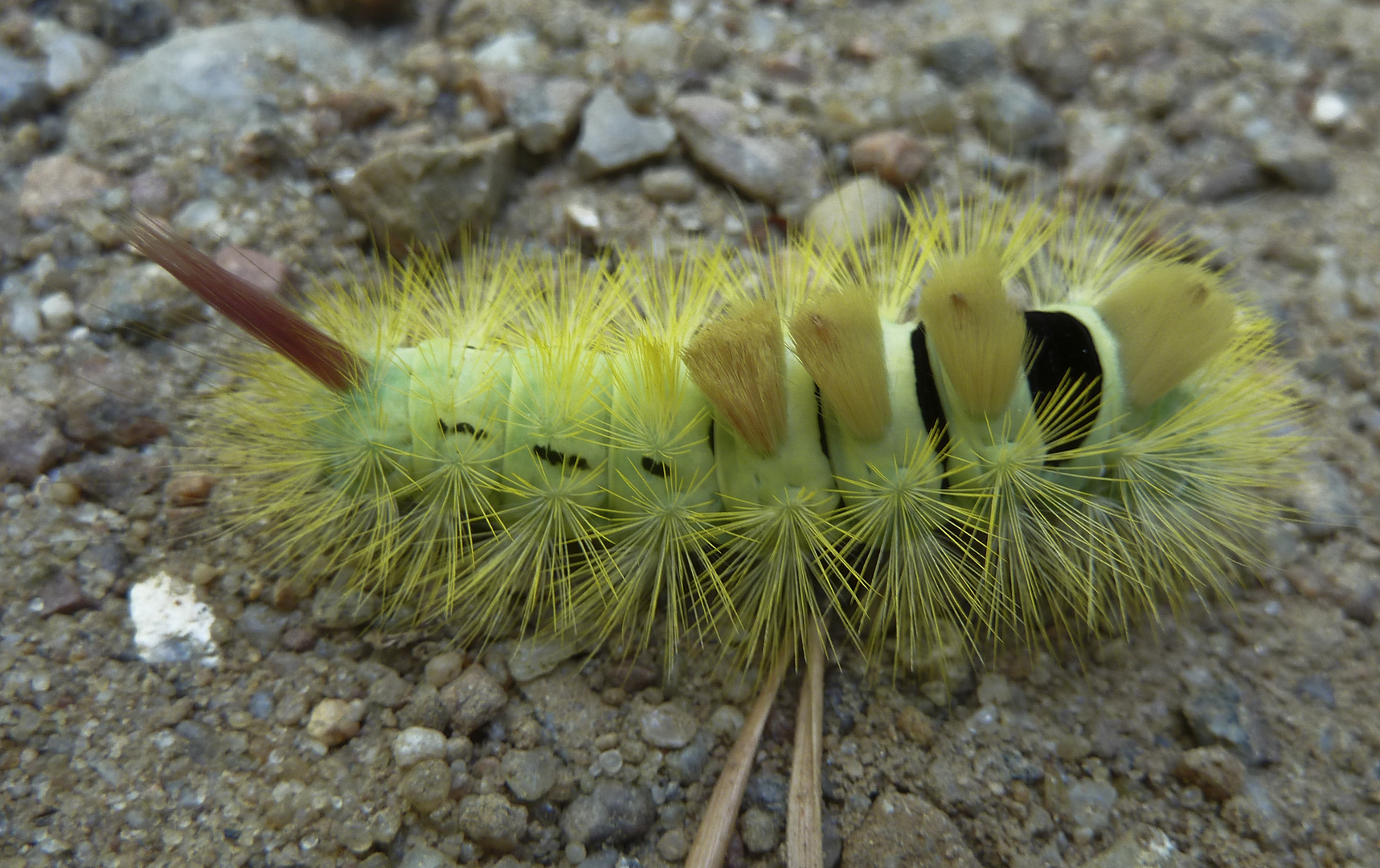 Seltener stacheliger Anblick