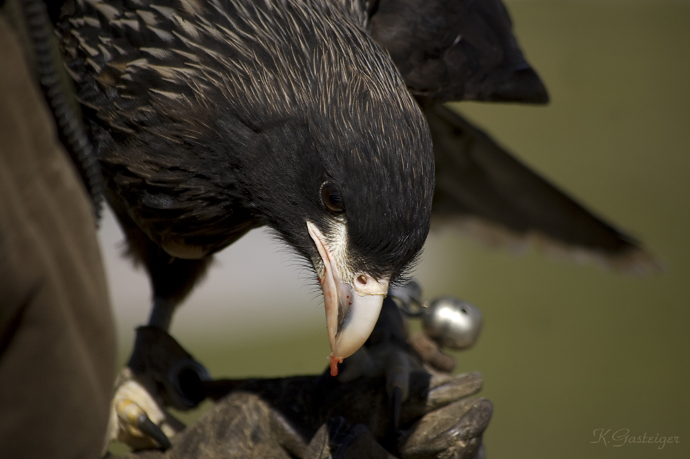 seltener vogel