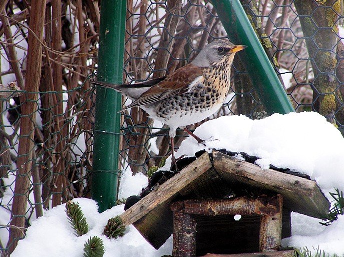 Seltener Vogel erobert meinen Garten