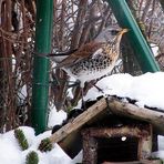 Seltener Vogel erobert meinen Garten