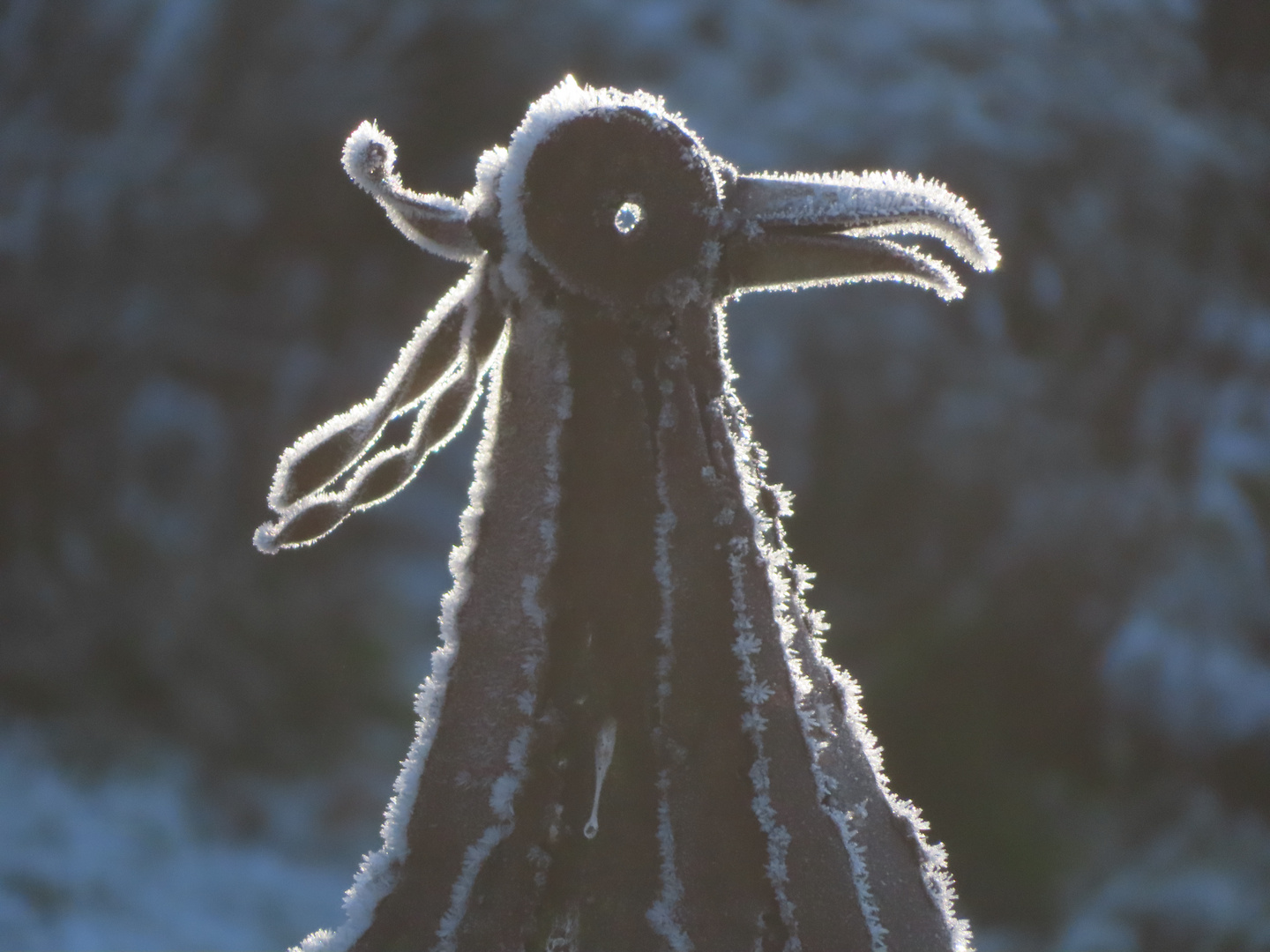 Seltener Vogel nach Frostnacht