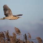 seltener Vorbeiflug