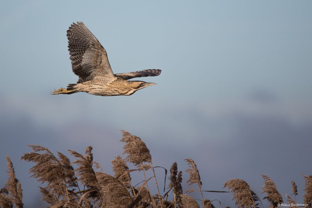 seltener Vorbeiflug