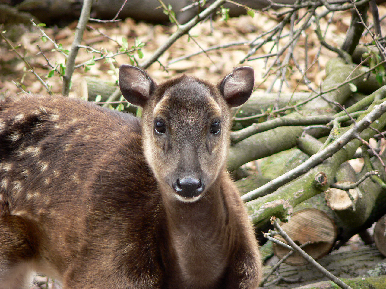 Seltenes Bambi