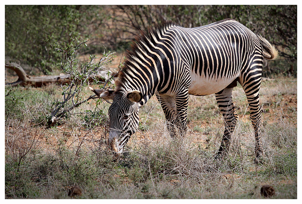 seltenes Grevy - Zebra