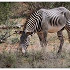 seltenes Grevy - Zebra