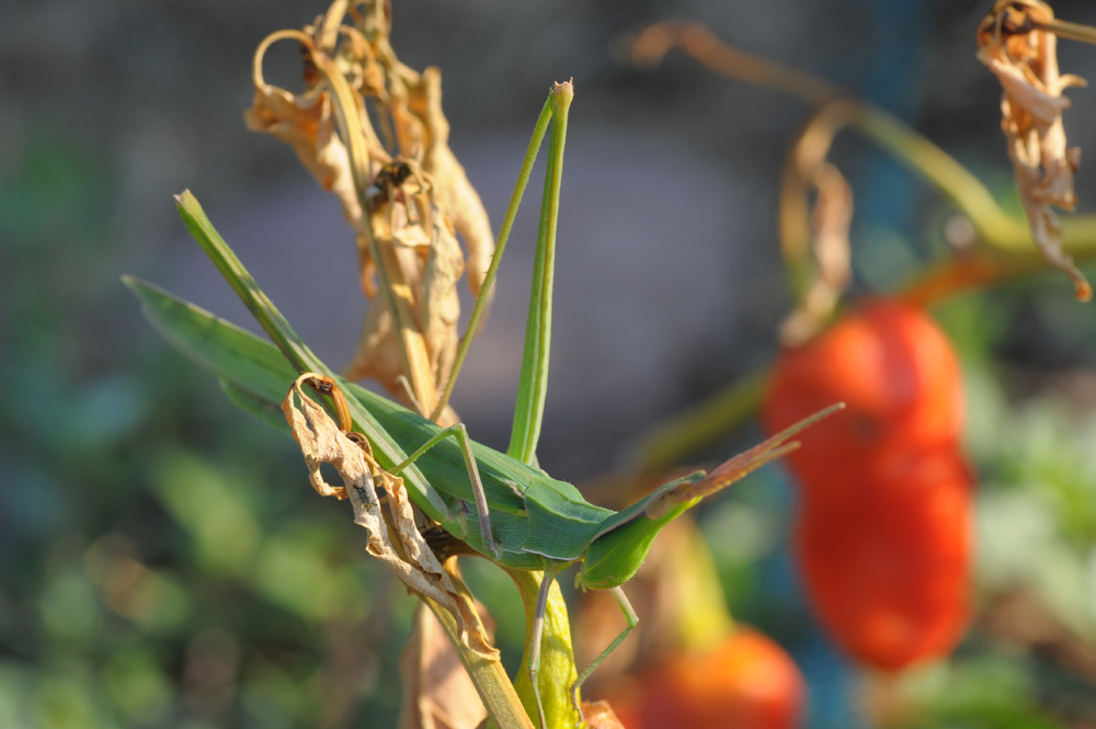 Seltenes im Pfefferonifeld