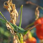 Seltenes im Pfefferonifeld