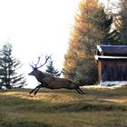 Seltenes "Jagdglück"