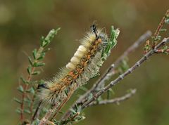 seltenes Moortierchen