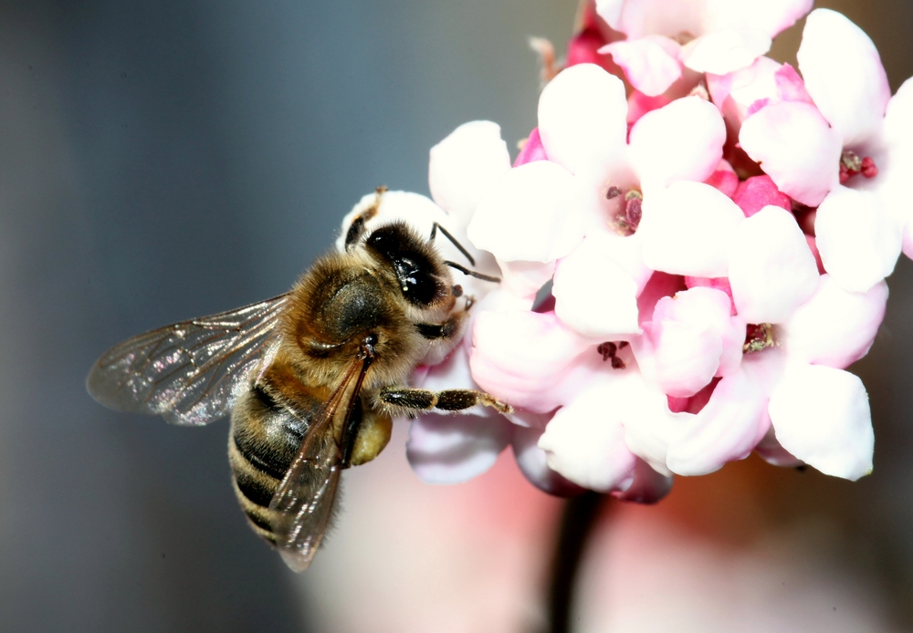 Seltenheit, Biene auf Winterschneeball am 22.12.2015